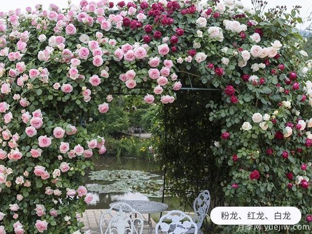 爬藤花卉有幾種？(圖1)