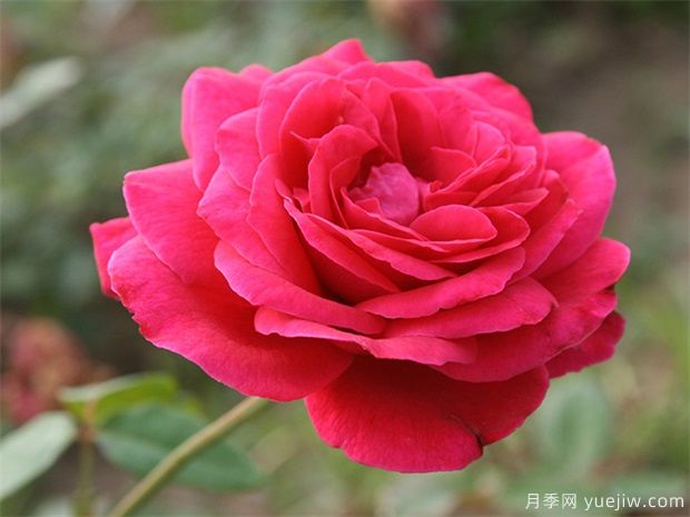 常見(jiàn)的月季花品種都有哪些？(圖1)