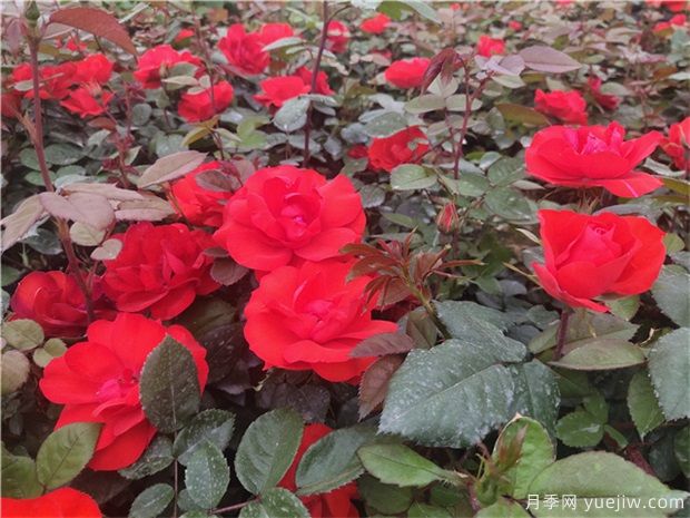 月季花的種子能種嗎？月季花養(yǎng)殖方法(圖1)