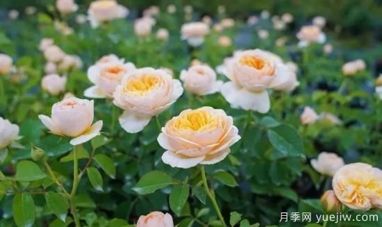 現(xiàn)代月季在園林景觀的應(yīng)用！園林綠化人必看！(圖1)