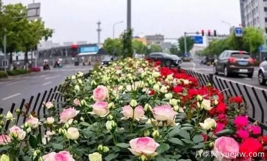 現(xiàn)代月季在園林景觀的應(yīng)用！園林綠化人必看！(圖2)