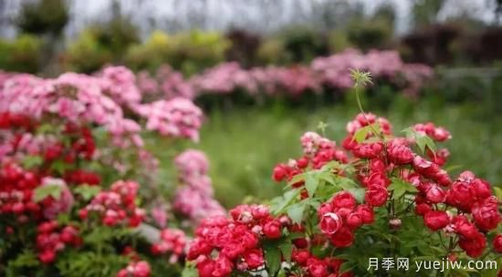 現(xiàn)代月季在園林景觀的應(yīng)用！園林綠化人必看！(圖3)