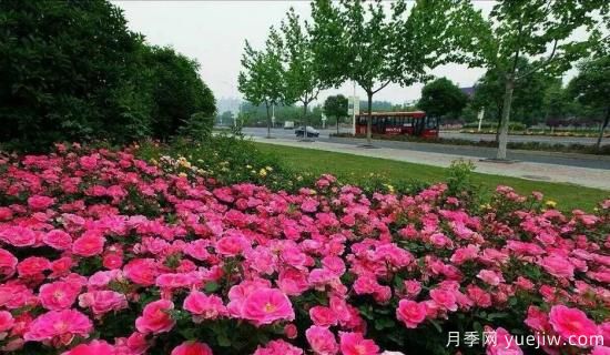 現(xiàn)代月季在園林景觀的應(yīng)用！園林綠化人必看！(圖4)