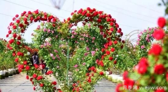 現(xiàn)代月季在園林景觀的應(yīng)用！園林綠化人必看！(圖6)