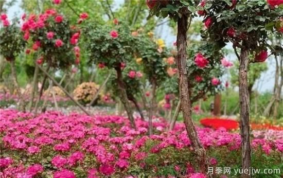 現(xiàn)代月季在園林景觀的應(yīng)用！園林綠化人必看！(圖7)