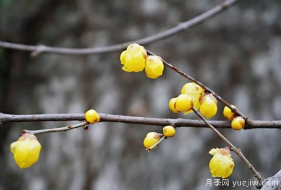 蠟梅和梅花有什么區(qū)別？(圖6)