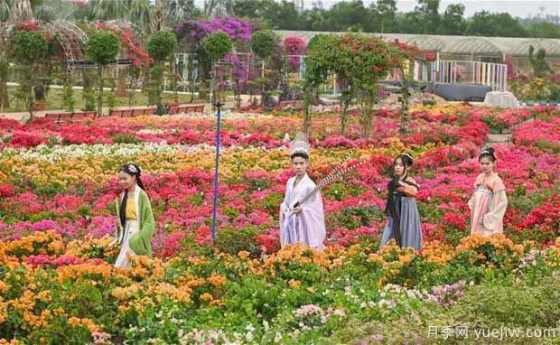 2022年?？谌敲坊ㄕ箚⒛?，五雀花王驚艷出場(chǎng)(圖3)