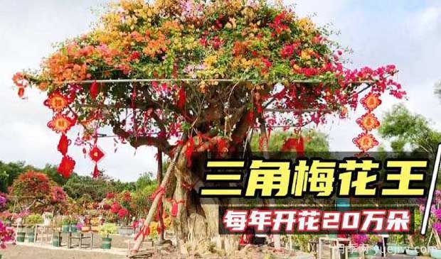 2022年海口三角梅花展啟幕，五雀花王驚艷出場(chǎng)(圖2)