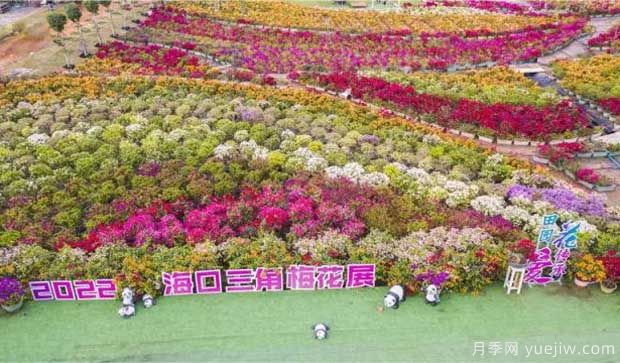 2022年?？谌敲坊ㄕ箚⒛?，五雀花王驚艷出場(chǎng)(圖1)