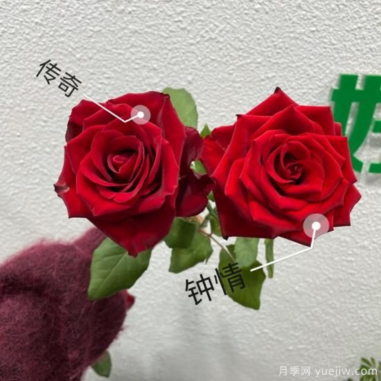 花店常備的15種紅玫瑰是什么？有什么優(yōu)缺點(diǎn)？(圖1)