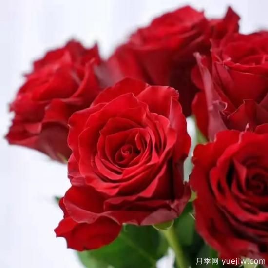 花店常備的15種紅玫瑰是什么？有什么優(yōu)缺點(diǎn)？(圖6)