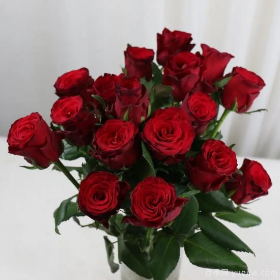 花店常備的15種紅玫瑰是什么？有什么優(yōu)缺點(diǎn)？(圖9)