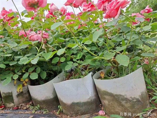 如何養(yǎng)好盆栽月季，如何養(yǎng)爆花？全方位解讀(圖1)