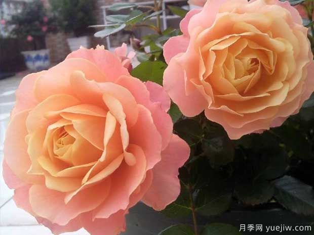 假日陽臺月季(圖3)