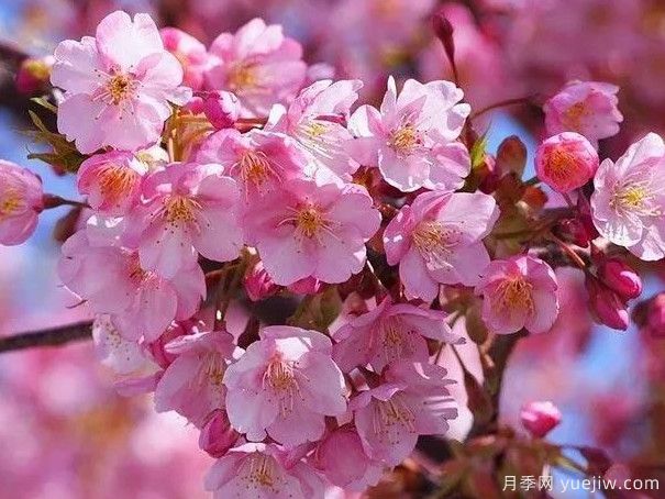 園林綠化中常見(jiàn)的櫻花品種主要有哪些？(圖1)
