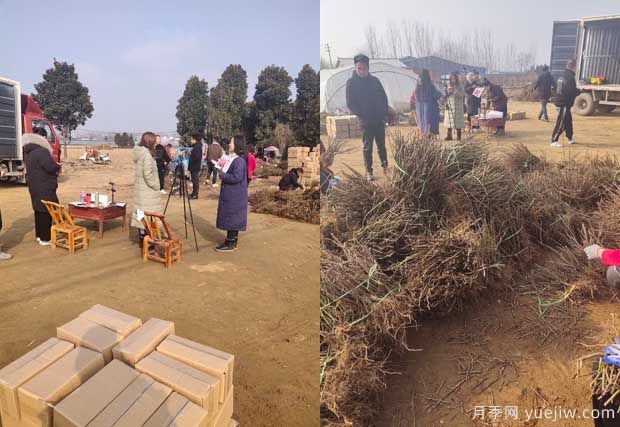 南陽(yáng)成功月季園聯(lián)手田園劉娟，月季苗走進(jìn)千家萬(wàn)戶(圖1)