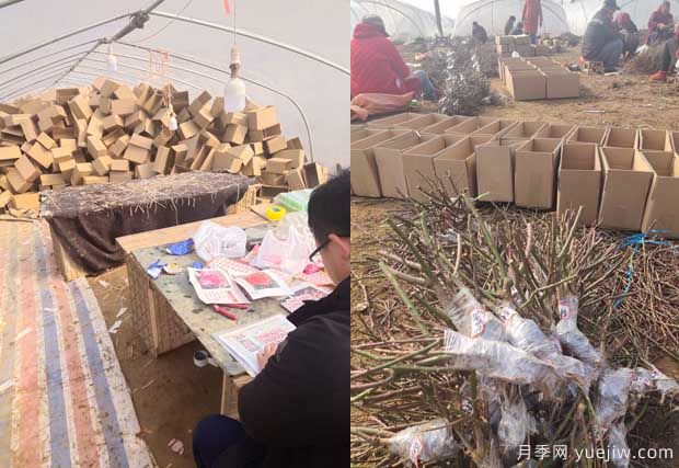 南陽(yáng)成功月季園聯(lián)手田園劉娟，月季苗走進(jìn)千家萬(wàn)戶(圖2)