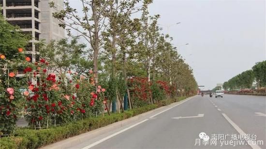 百萬(wàn)月季進(jìn)城，南陽(yáng)全力以赴創(chuàng)建國(guó)家生態(tài)園林城市(圖2)
