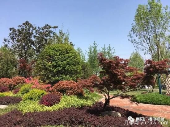 百萬(wàn)月季進(jìn)城，南陽(yáng)全力以赴創(chuàng)建國(guó)家生態(tài)園林城市(圖4)