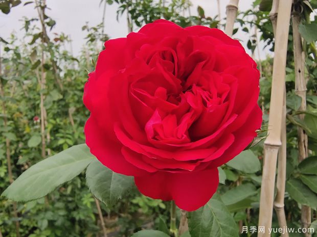 推薦7個夏季耐熱月季品種，綻放美麗在夏天(圖5)
