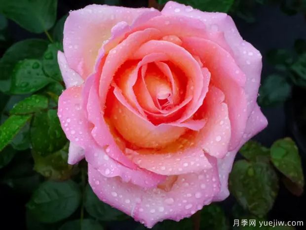 十大濃香月季排行榜，種一棵滿室飄香(圖2)