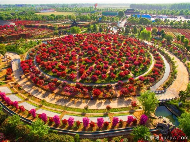 南陽(yáng)月季花開(kāi)全球，南陽(yáng)月季基地?cái)M建特色小鎮(zhèn)(圖1)