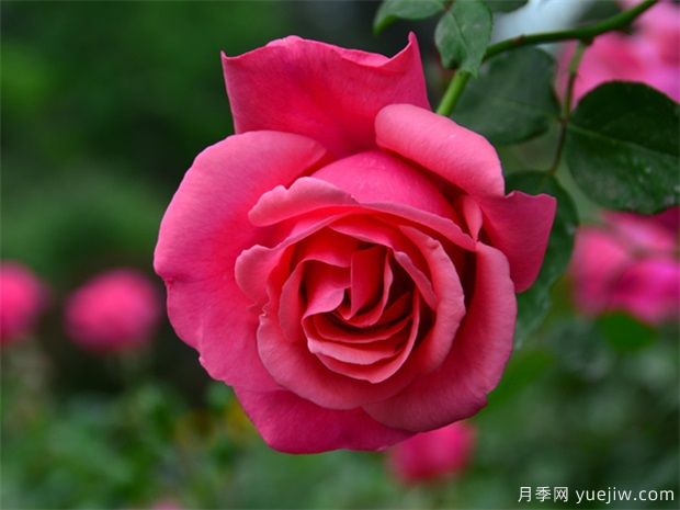 南陽(yáng)月季花開(kāi)全球，南陽(yáng)月季基地?cái)M建特色小鎮(zhèn)(圖3)