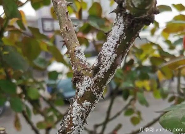 樹(shù)狀月季的桑盾蚧蟲(chóng)害有哪些傷害害，該如何防治？(圖1)