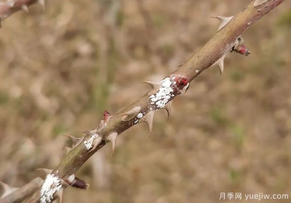 樹(shù)狀月季的桑盾蚧蟲(chóng)害有哪些傷害害，該如何防治？(圖3)