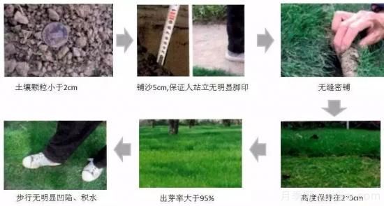 ***全常用草坪品種、優(yōu)點缺點和施工要點(圖13)