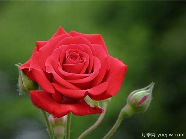 中國紅雅蘇娜月季的優(yōu)缺點是什么？(圖1)