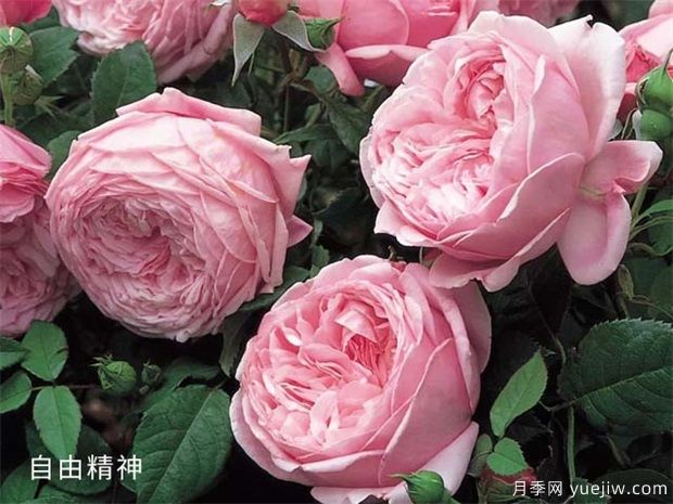 2024年熱門(mén)20個(gè)經(jīng)典藤本月季品種，做月季花墻你喜歡(圖8)