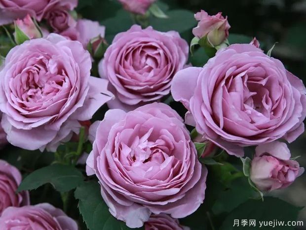 常見(jiàn)50個(gè)月季品種介紹，抗性好花不斷，可以買(mǎi)得到的經(jīng)典(圖7)