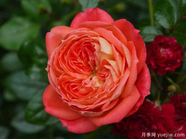 紅桃皇后月季的優(yōu)缺點是什么？(圖1)