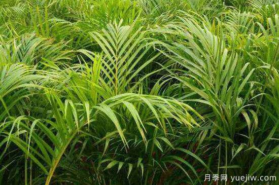 鳳尾竹發(fā)黃發(fā)枯的原因有哪些？(圖1)