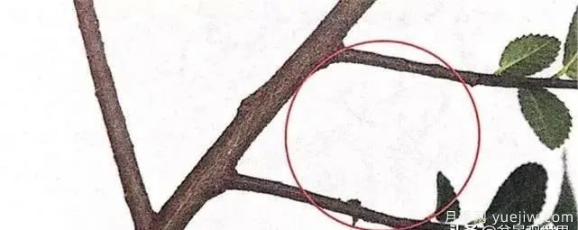 養(yǎng)好月季盆景的5種枝條修剪方法，輕松做盆景(圖2)