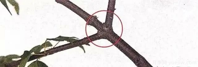 養(yǎng)好月季盆景的5種枝條修剪方法，輕松做盆景(圖5)