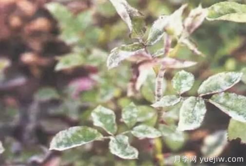 花木白粉病的防治方法及技術(shù)要點(圖1)