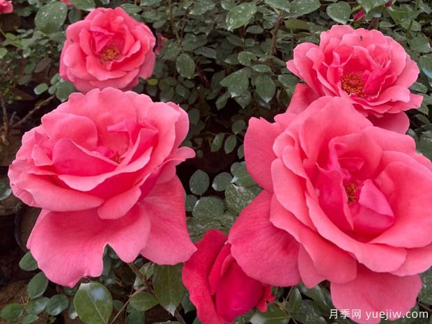 月季養(yǎng)殖知識(shí)：養(yǎng)花環(huán)境，盆土配置，推薦品種，養(yǎng)護(hù)打理(圖2)