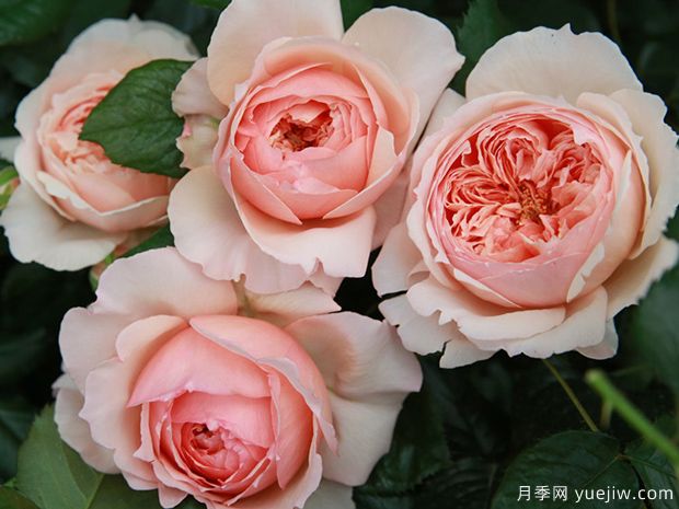 推薦7個夏季耐熱月季品種，綻放美麗在夏天(圖2)