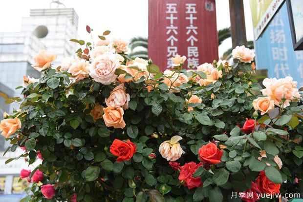 曲靖高桿月季溫暖綻放，打造麒麟城靚麗景觀(圖3)
