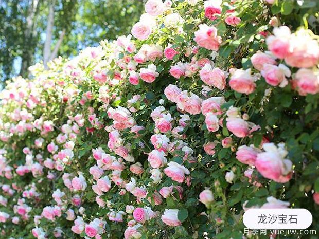 新手養(yǎng)殖月季花，5個基本點要熟知才能養(yǎng)好(圖1)