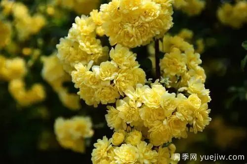 黃木香開花好看又好聞，快速花墻(圖1)