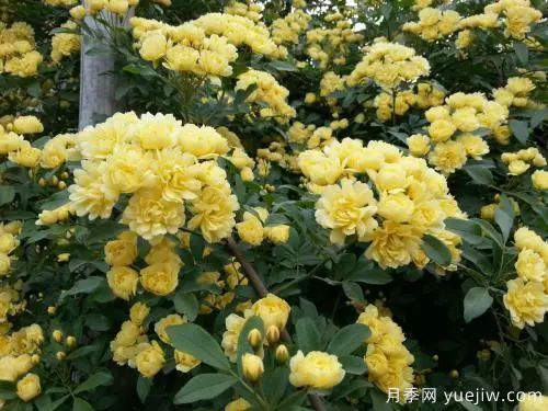 黃木香開花好看又好聞，快速花墻(圖2)