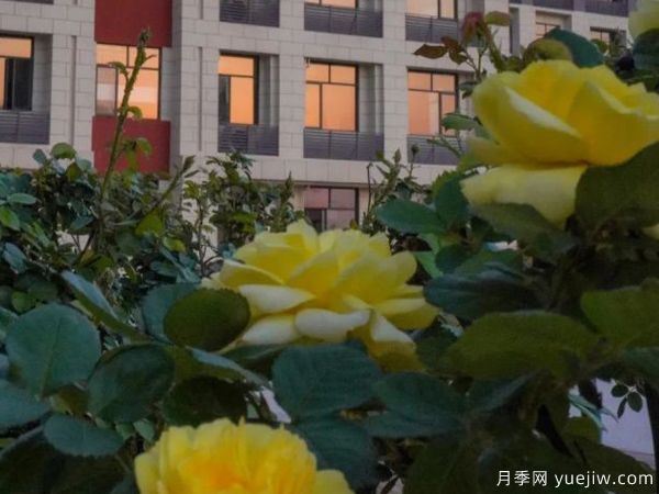 黃岡科技職業(yè)學(xué)院，然有月季，亭亭玉立(圖2)
