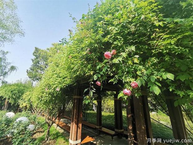 常州紫荊公園古老月季漸次開放，展示市花的獨(dú)特文化魅力(圖1)