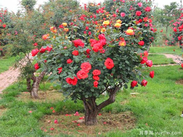 古樁月季千百艷，老樹新花時(shí)時(shí)春(圖1)