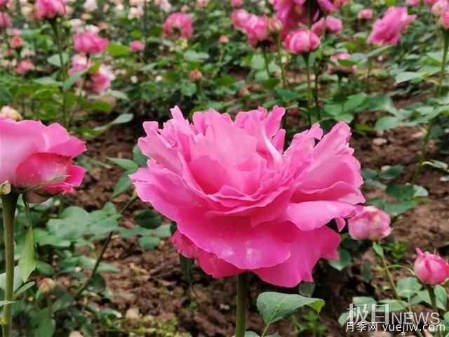 武漢市第十三屆月季展，青山和平公園等你來(lái)打卡(圖5)