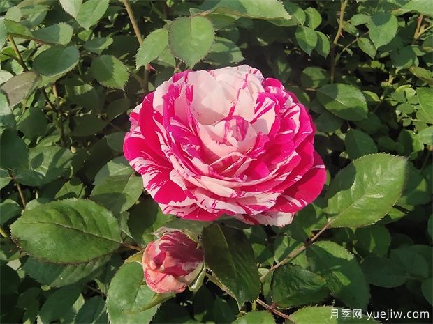 二年生節(jié)日禮花營(yíng)養(yǎng)杯苗批發(fā)(圖1)