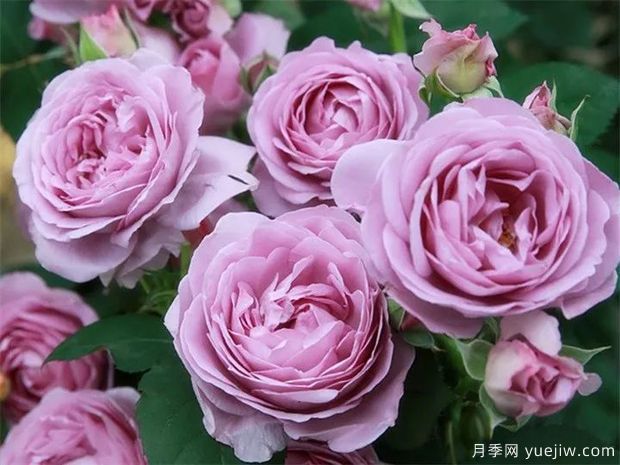 可能是***好用的玫瑰養(yǎng)護(hù)知識(圖2)